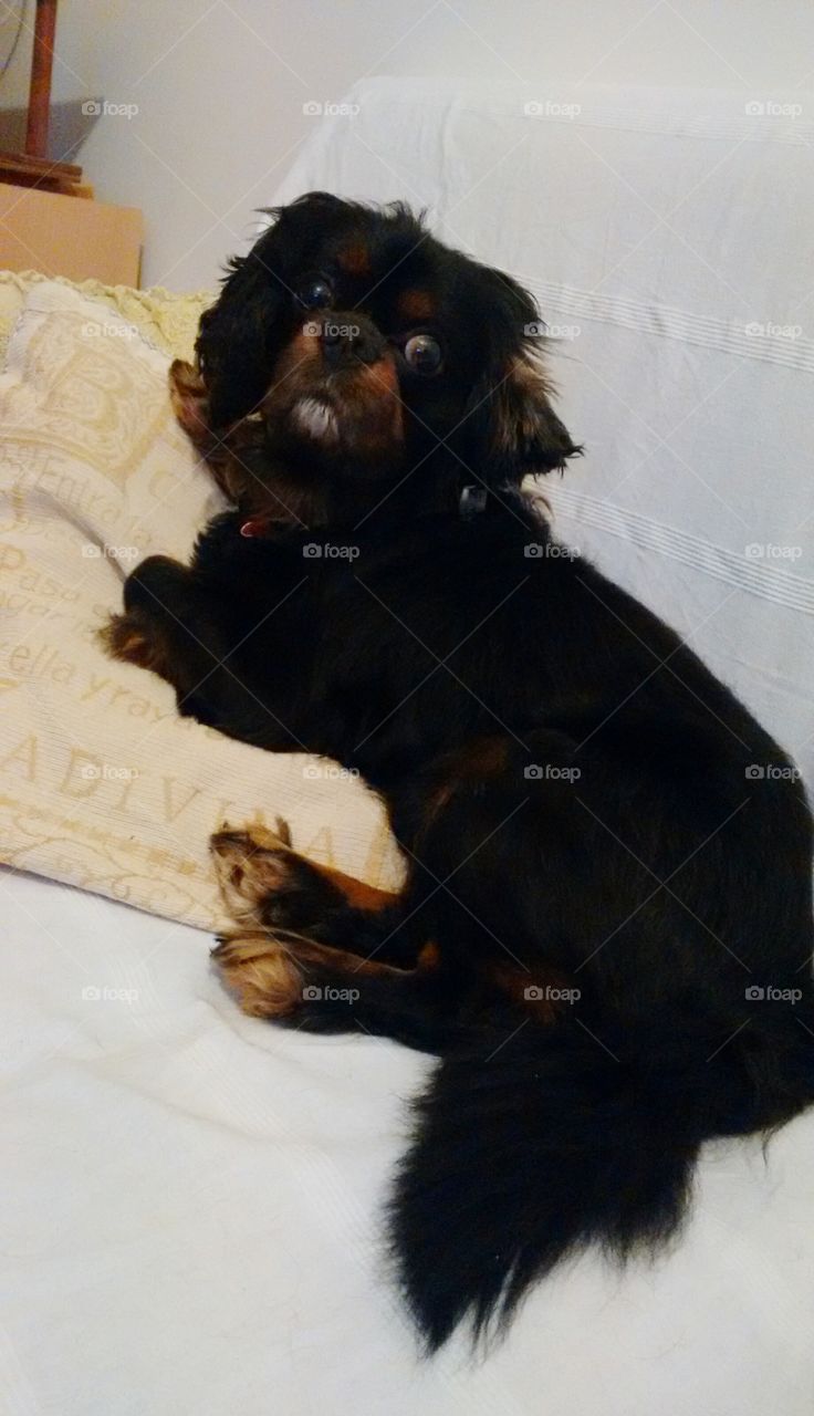 Cavalier King Charles Spaniel. Relaxing on the sofa