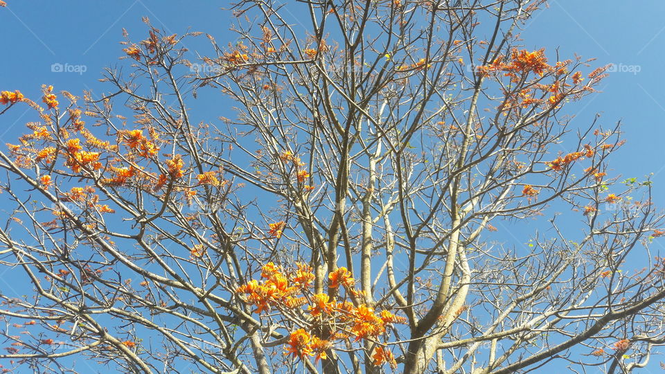 Branch, Tree, Season, Nature, Leaf