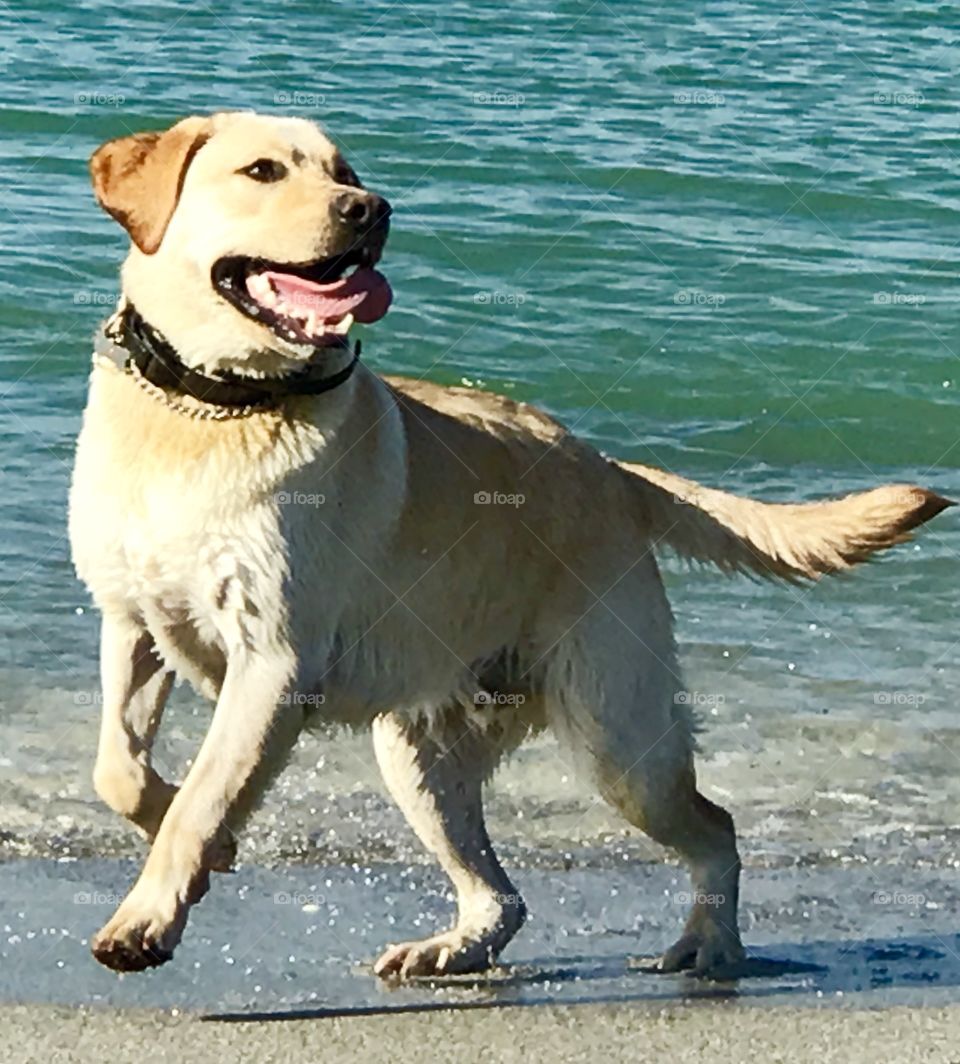 Handsome yellow lab playing on the beach 