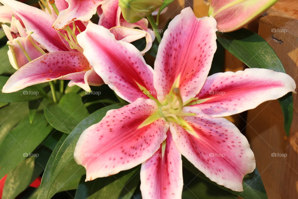 Pink white yellow green flower lily 