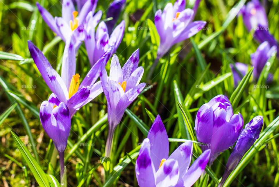 Blooming crocus flowers