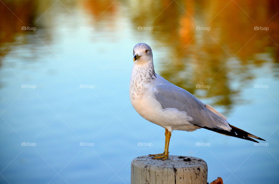 Close-up of seagull