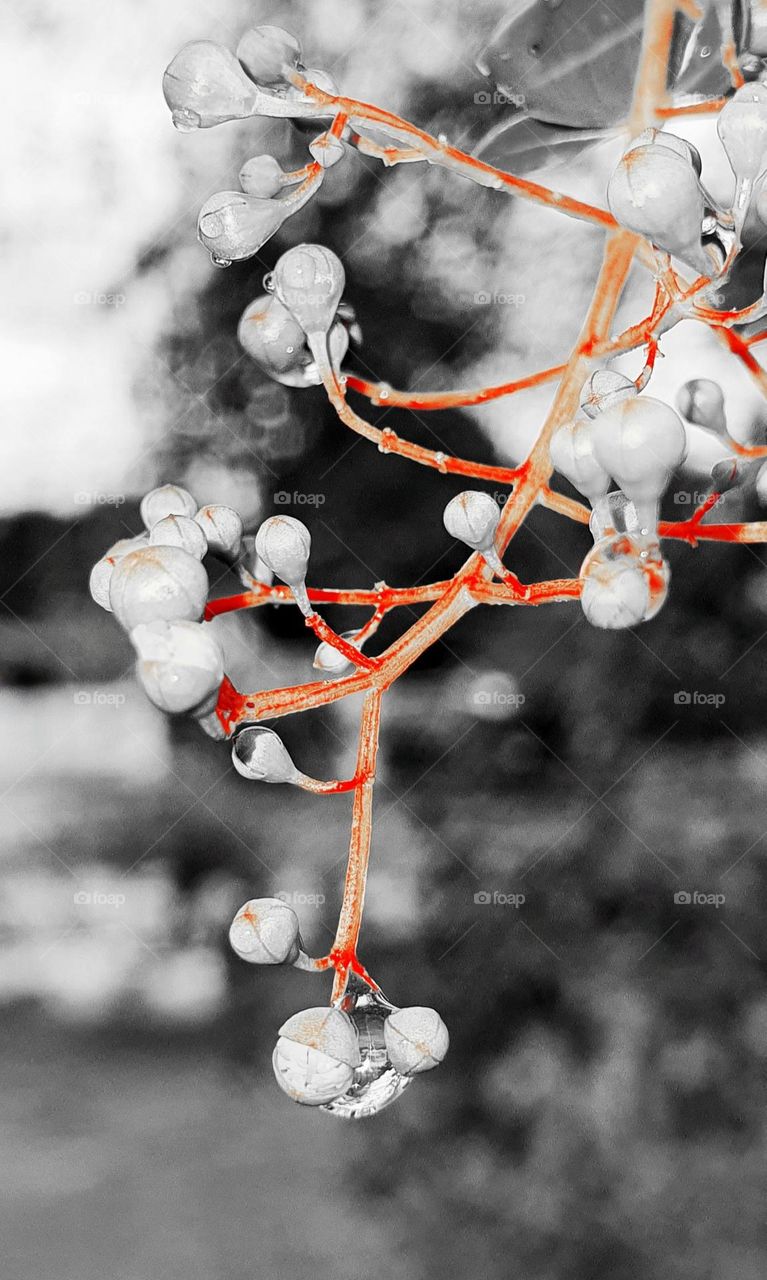 Henna Tree Flower Buds