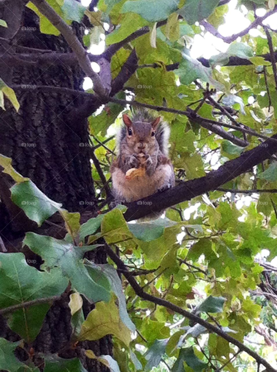 Tree, Nature, Outdoors, Wood, Wildlife