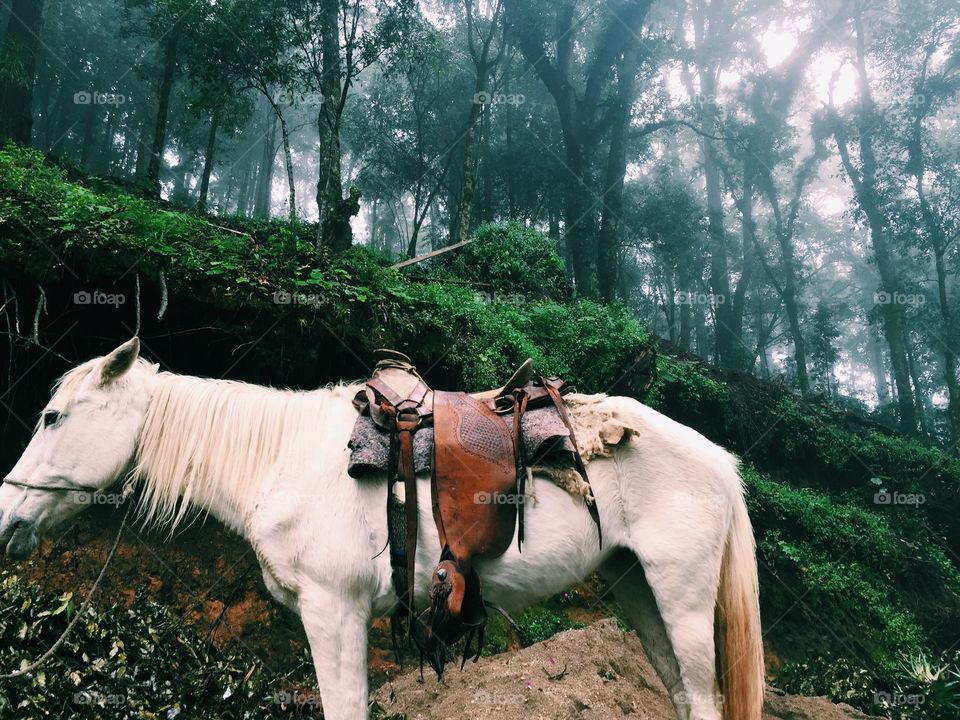 Lonely horse in Guatemala 