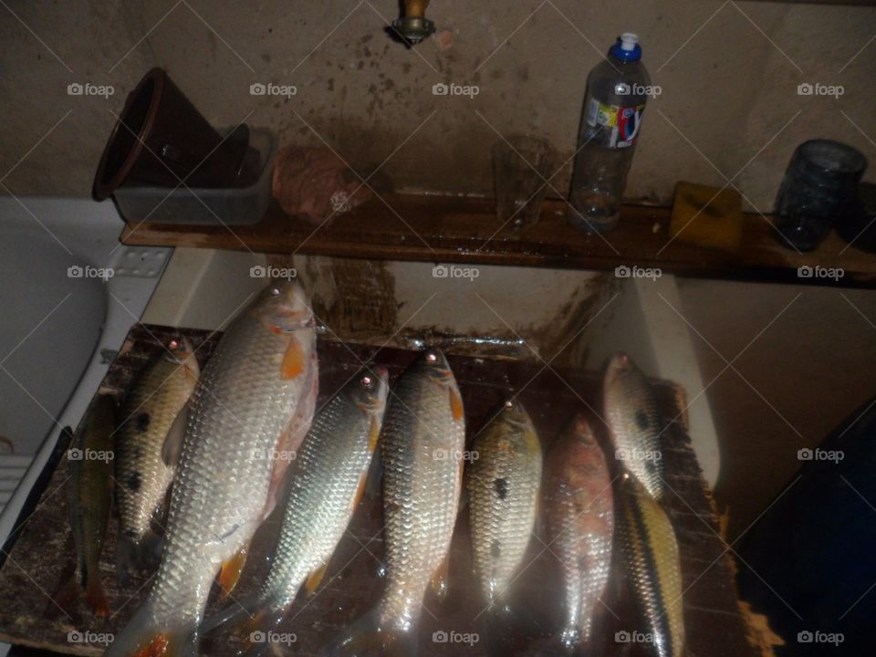 Peixes de Paraopeba