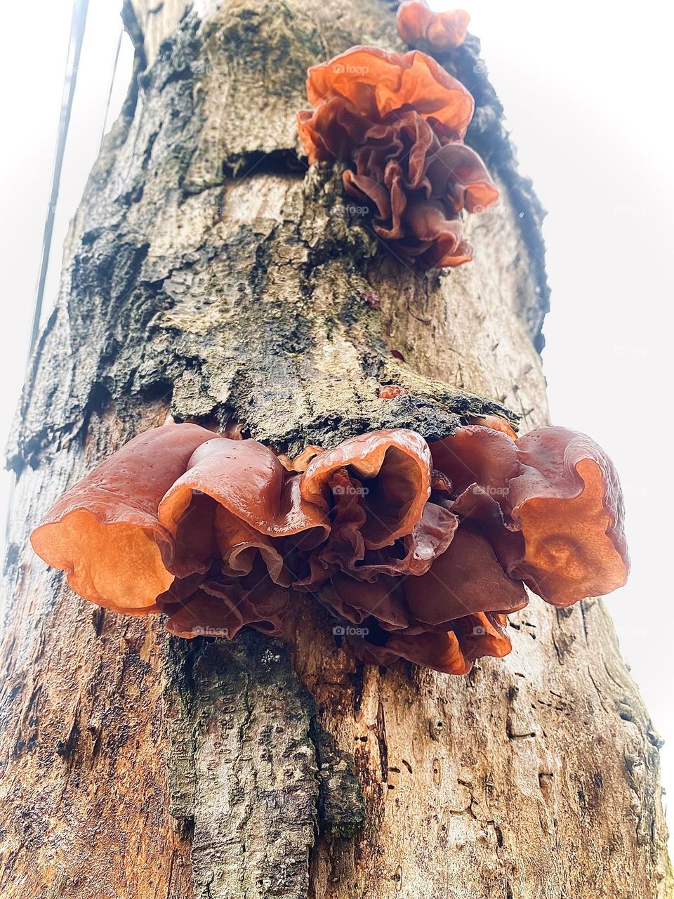 Mushrooms in the heights