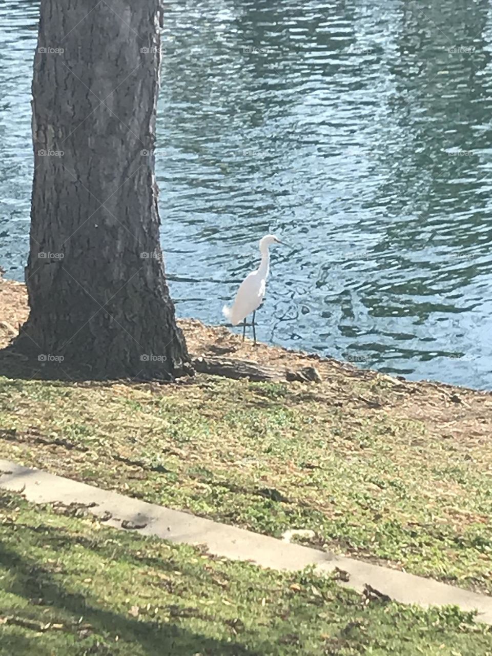 Egret at pond’s edge 