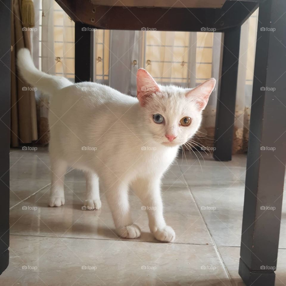 white cat under table