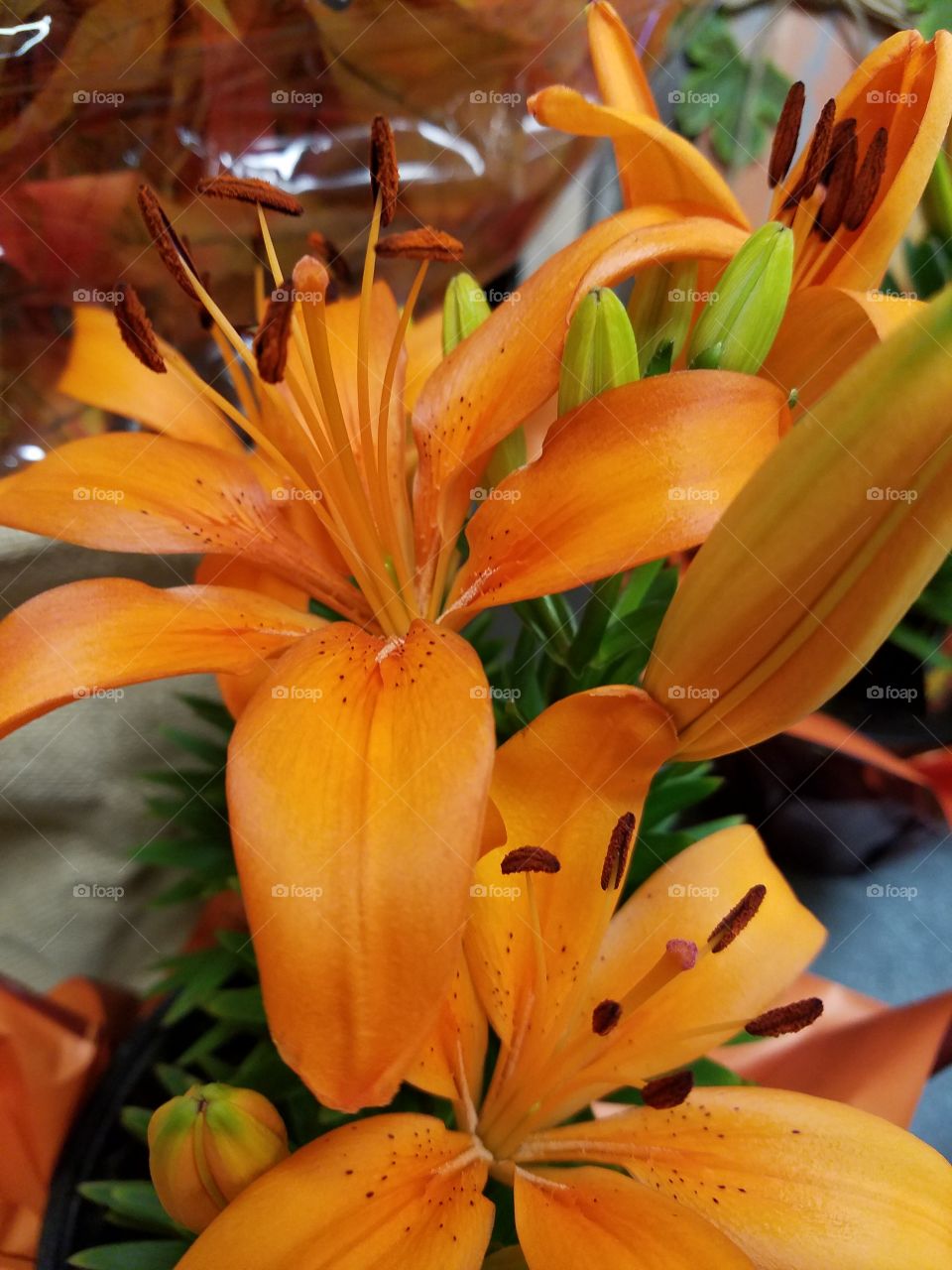 orange flowers