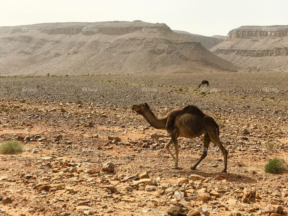 Wild herd of camels in Moroccan desert
