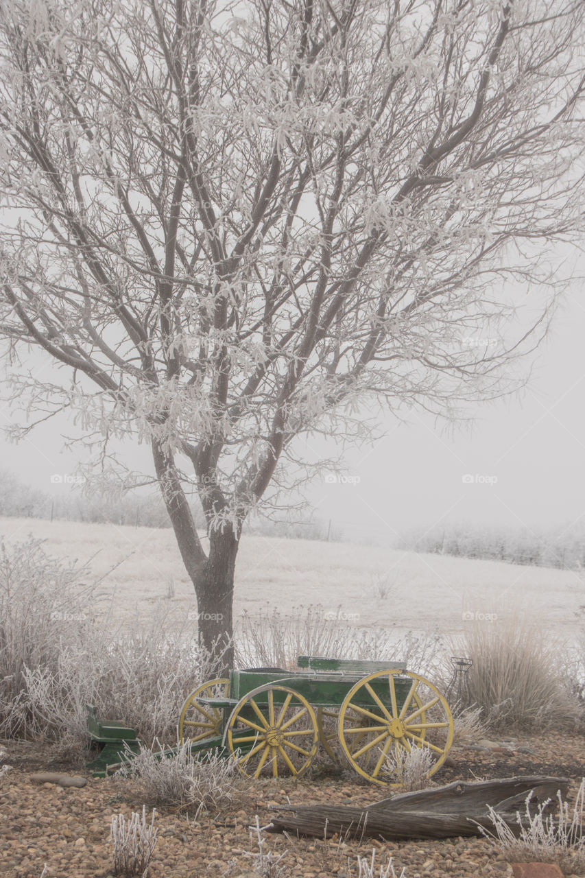 Foggy morning in Colorado. 