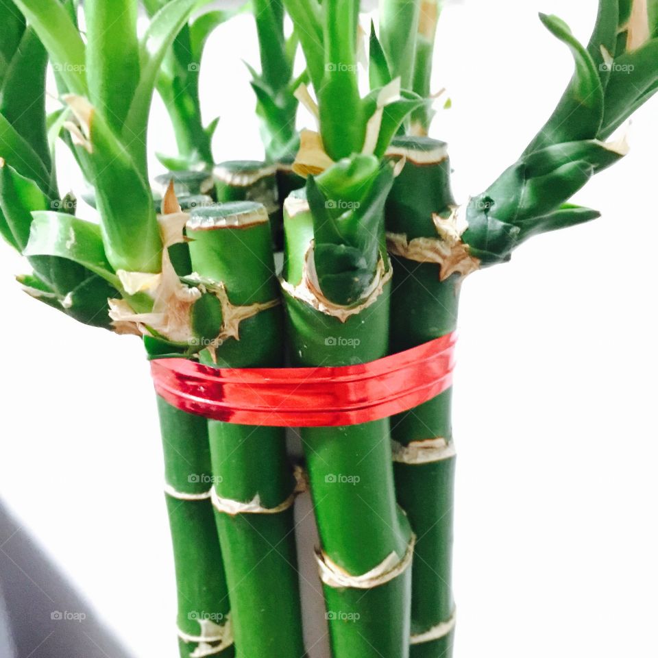 Lucky Bamboo in Detail