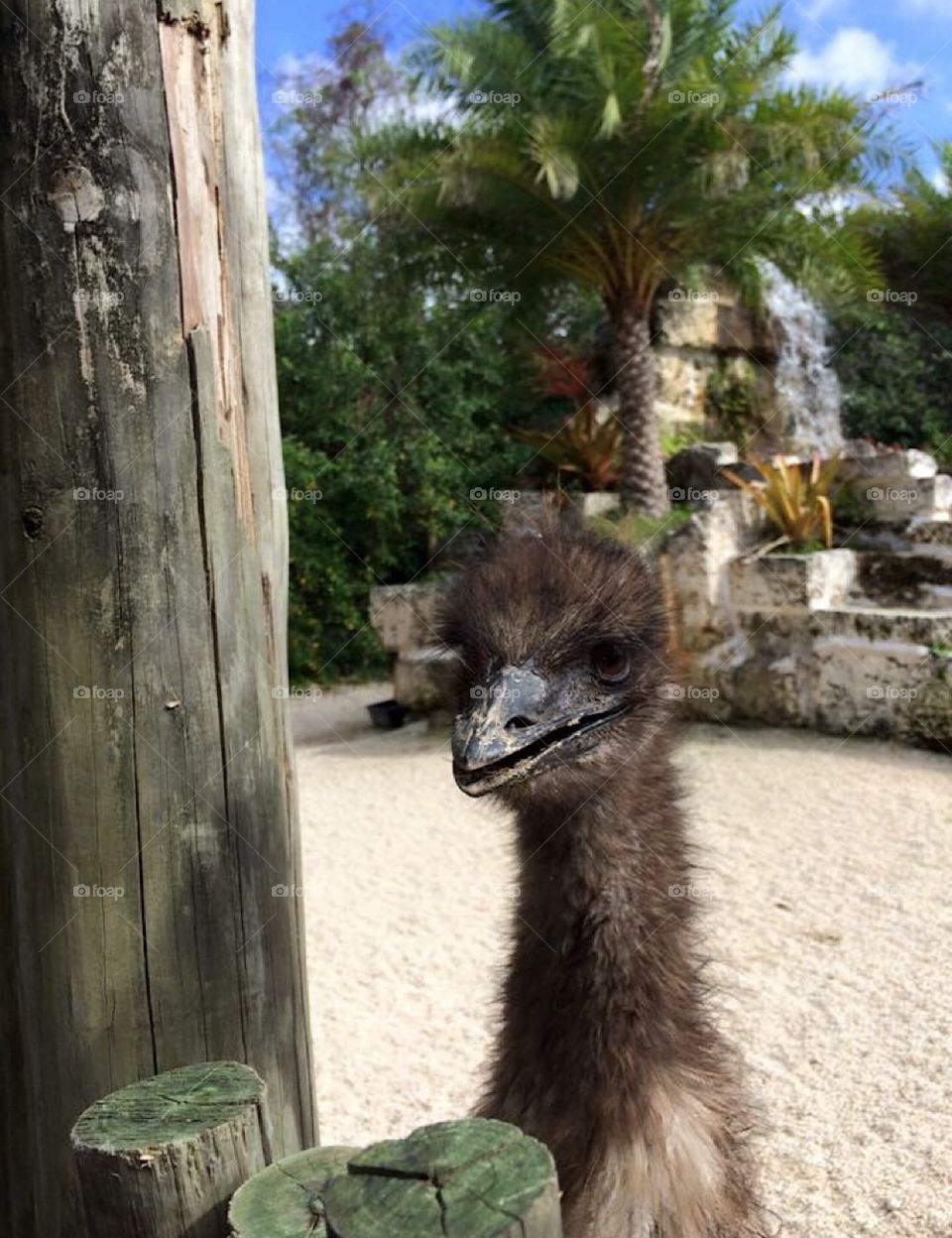 Emu, is you, that’s who? At Gator Farm in Homestead, FL.