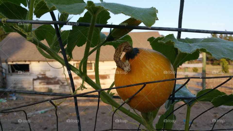 Squash Growing on the Fence. Love my Mom's farm.