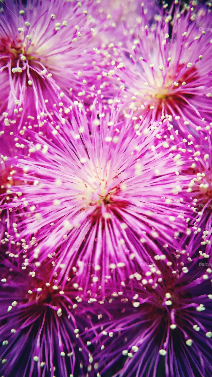 corona flower
