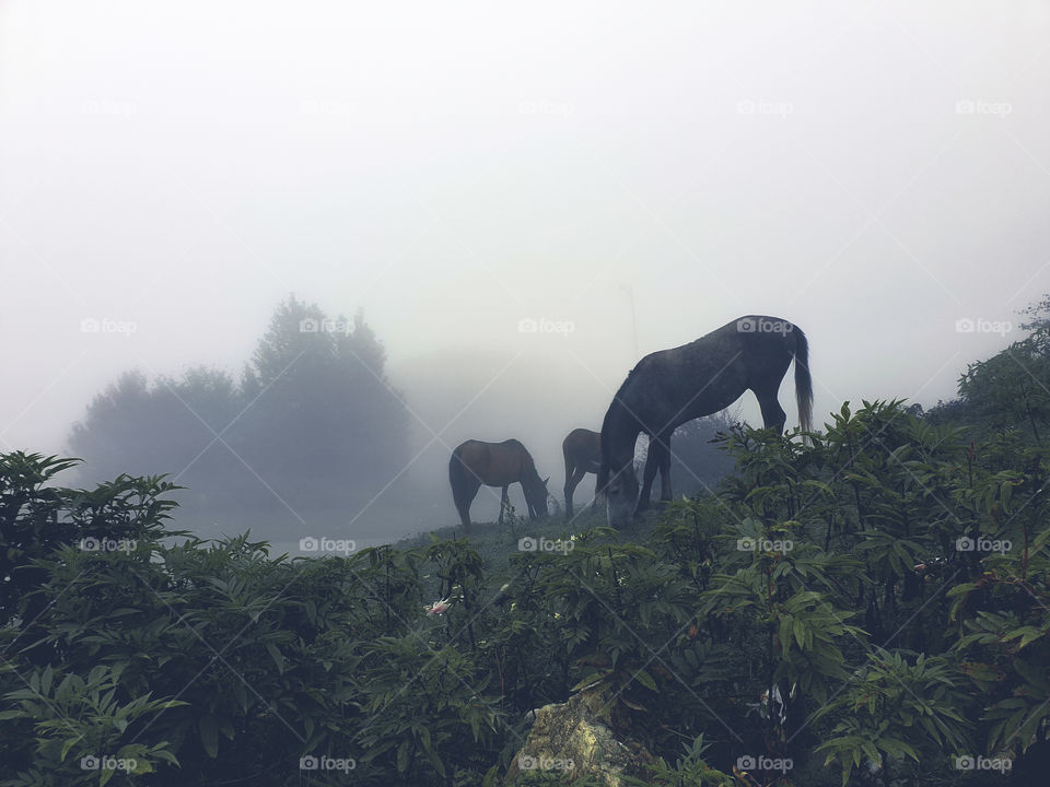 Horses grazing on the foggy hills. Silence and peace.