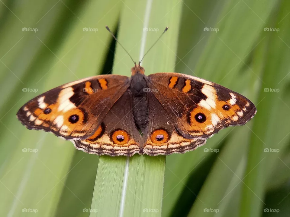 Butterfly captured from above, depth of field, wild animals, wildlife, nature, insects, wings, butterfly