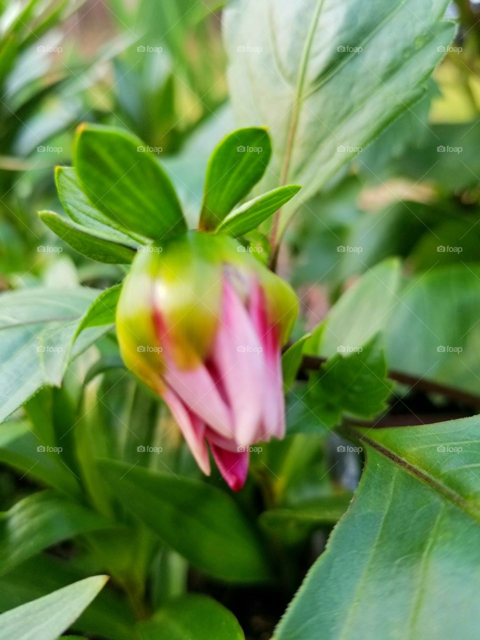 Beautiful, pink, budding flower