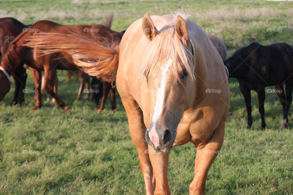 Golden horse walking on grass