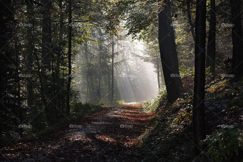 Sunbeam through forest