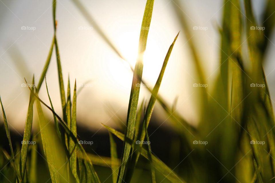 Spring grass