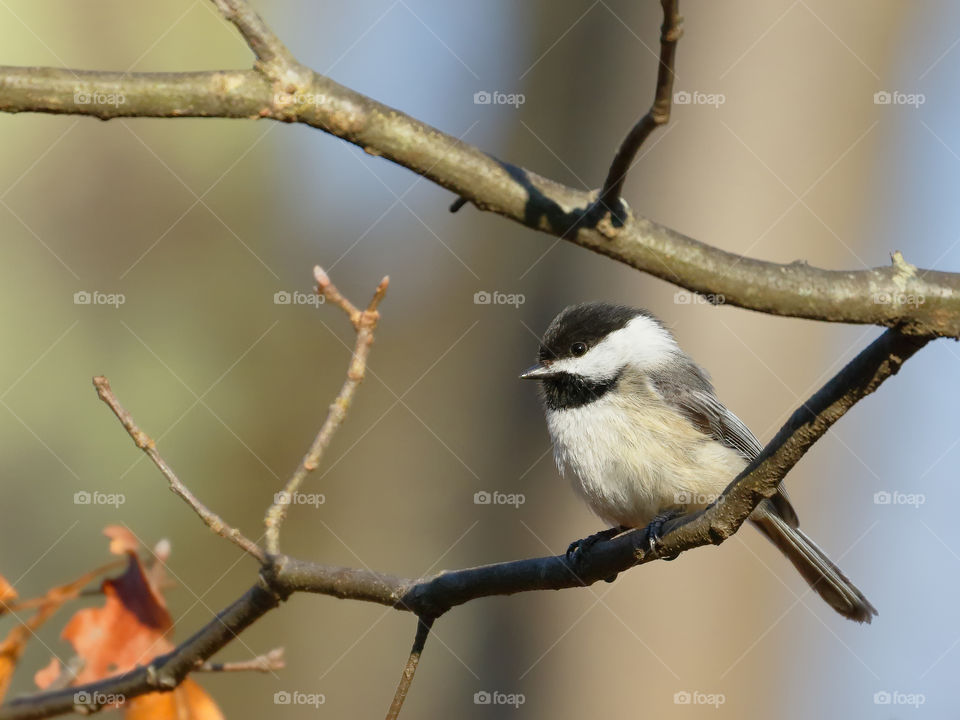 State bird of Massachusetts 