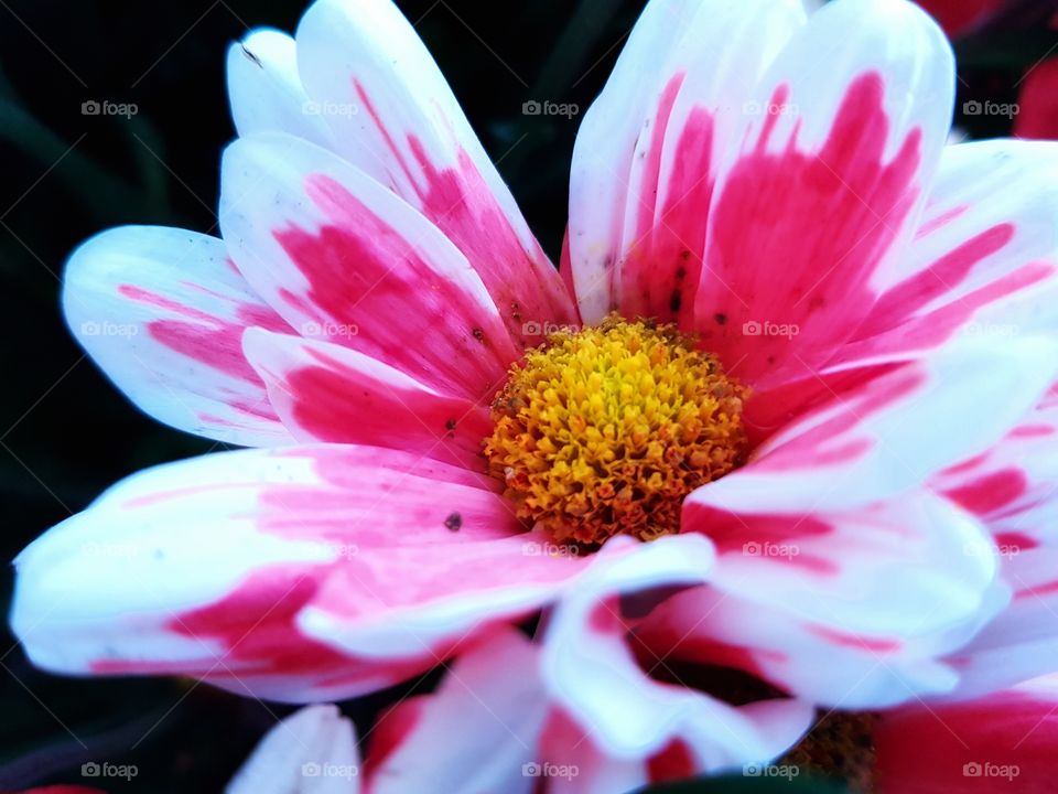 Crisantemun pink and White