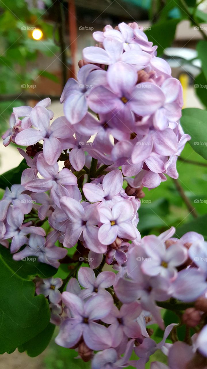 lilacs