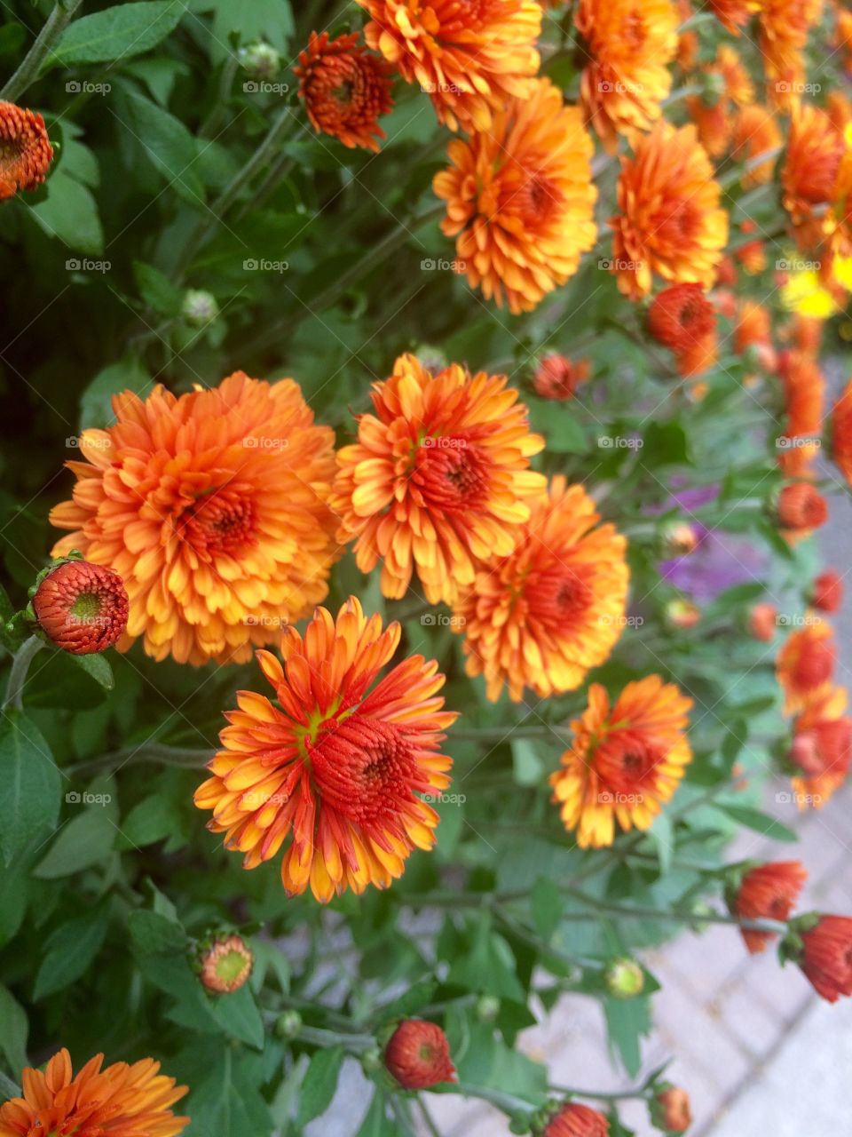 Beautiful flowers close up 