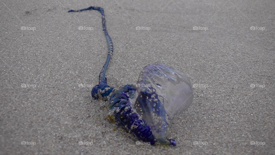 Bluebottle washed up on the beach along the Australian coastline.