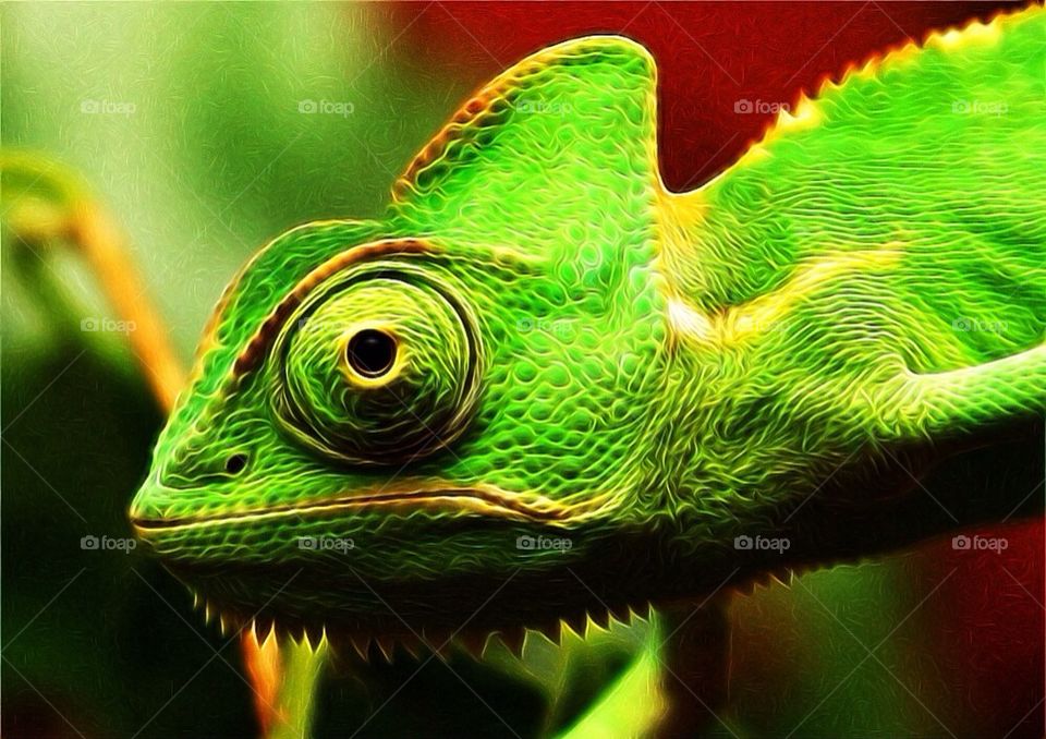 Chameleon