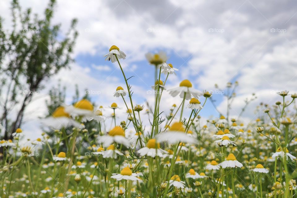 Spring flowers