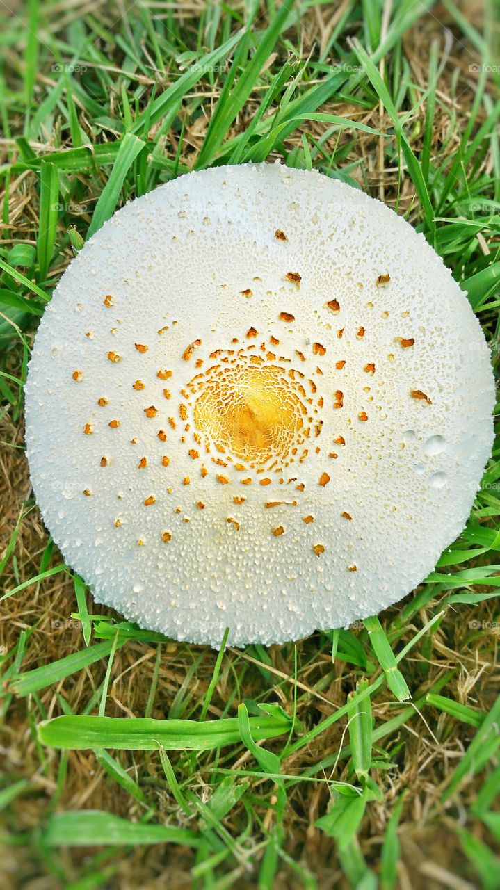 high angle view round mushroom top