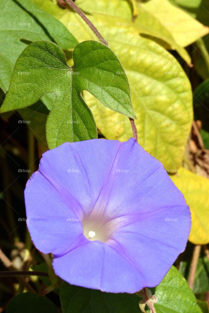 Purple Morning Glory
