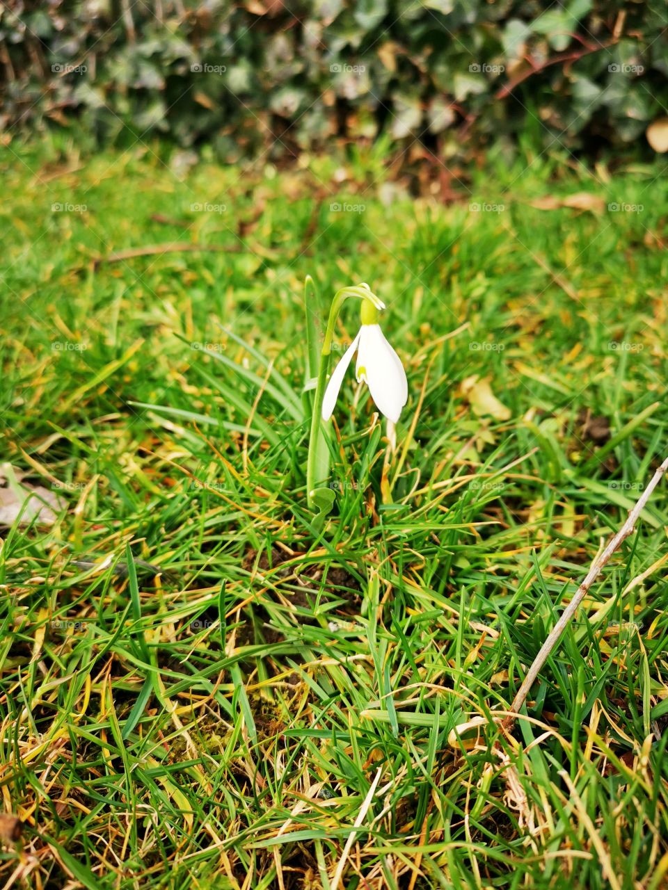 First flowers/ Glockenblume