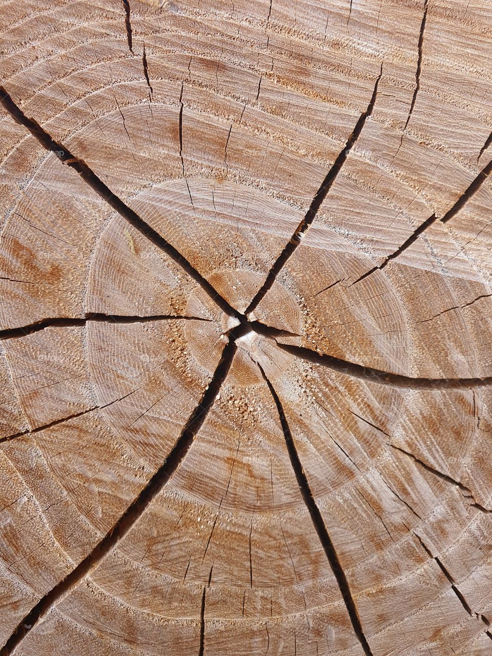 Wood Texture!