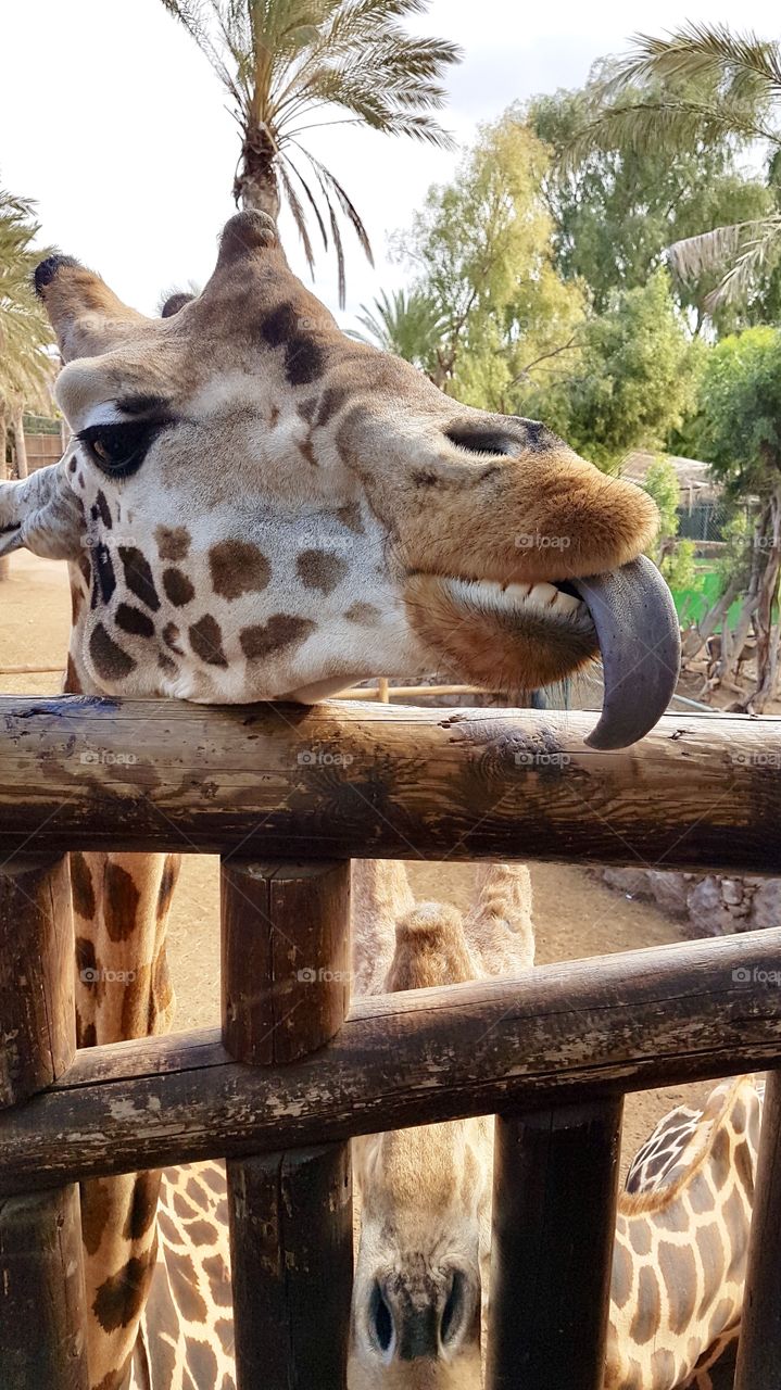 Portrait of curious giraffe sticking his tongue out - nyfiken giraff sticker ut tungan 