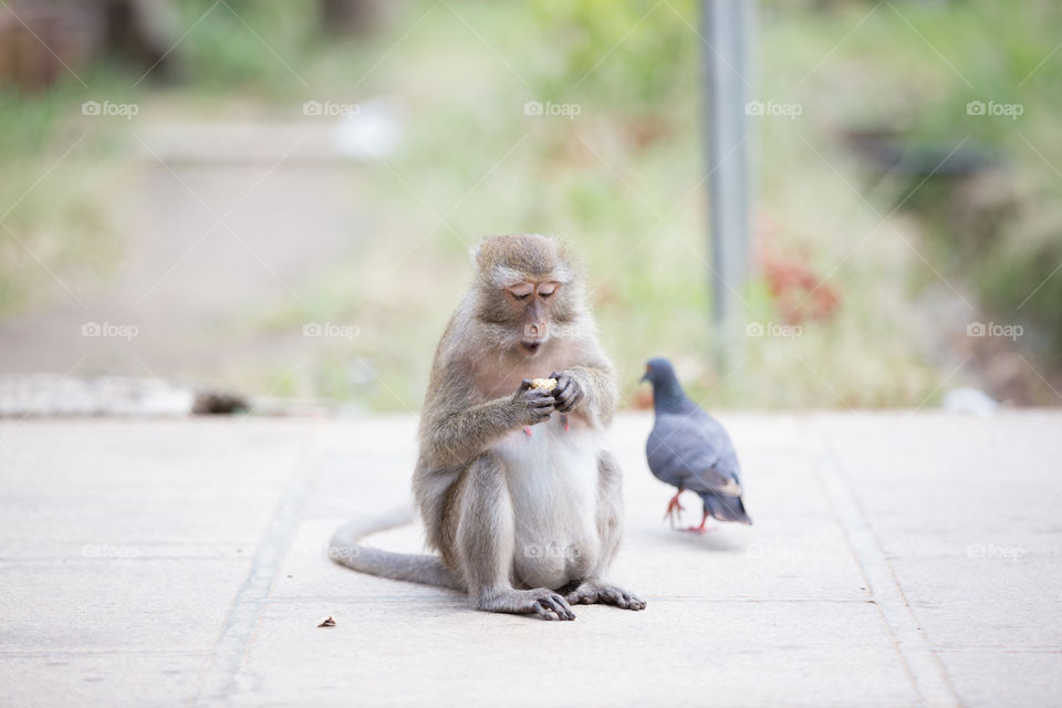 Monkey eating food with bird from behind 