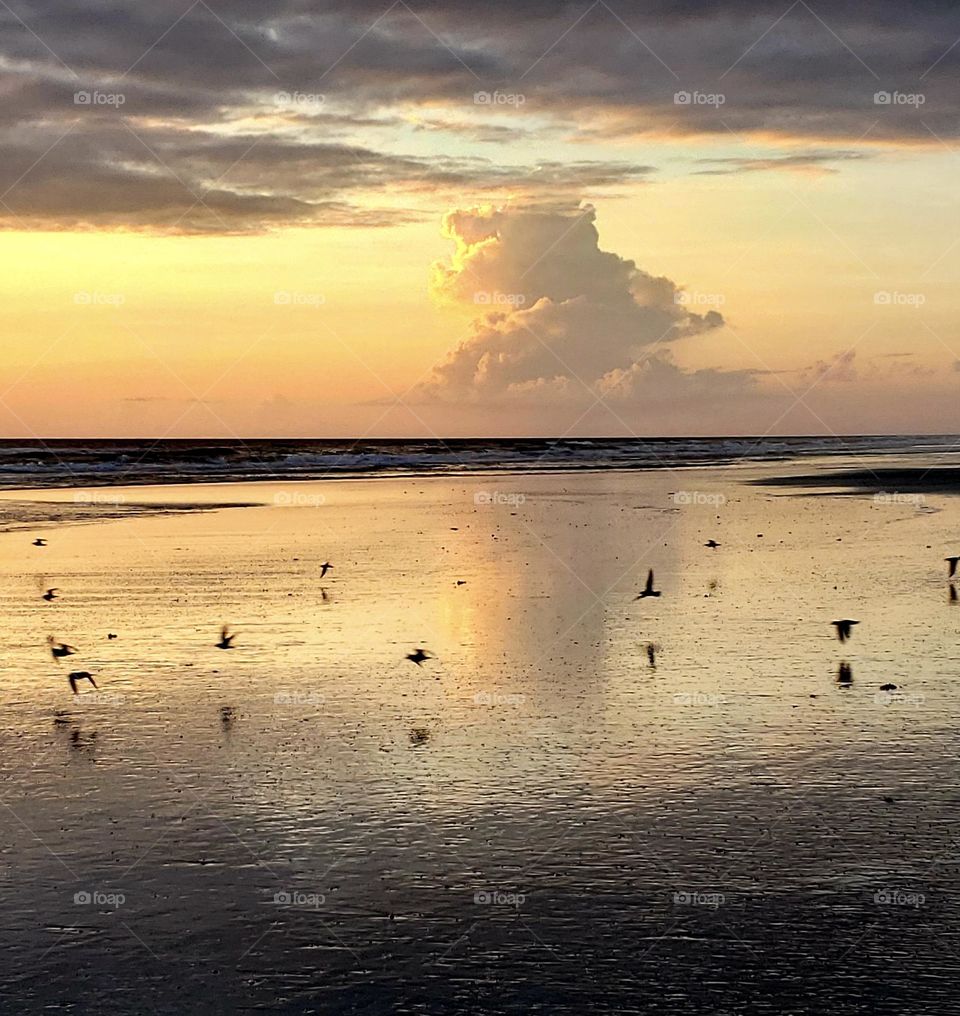 Oceanside reflection shot at sunrise with birds flying