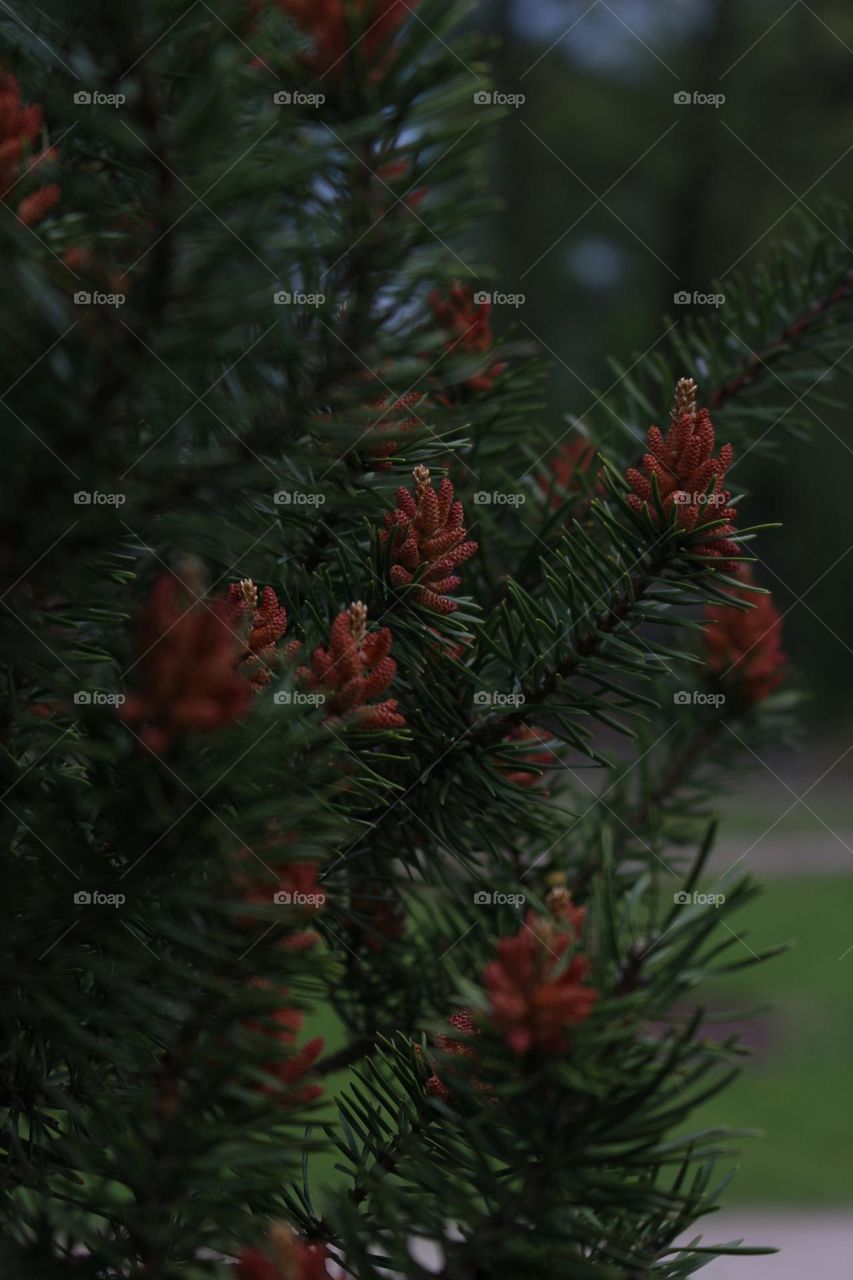 Details of a Pine Branches with Cones and Needles