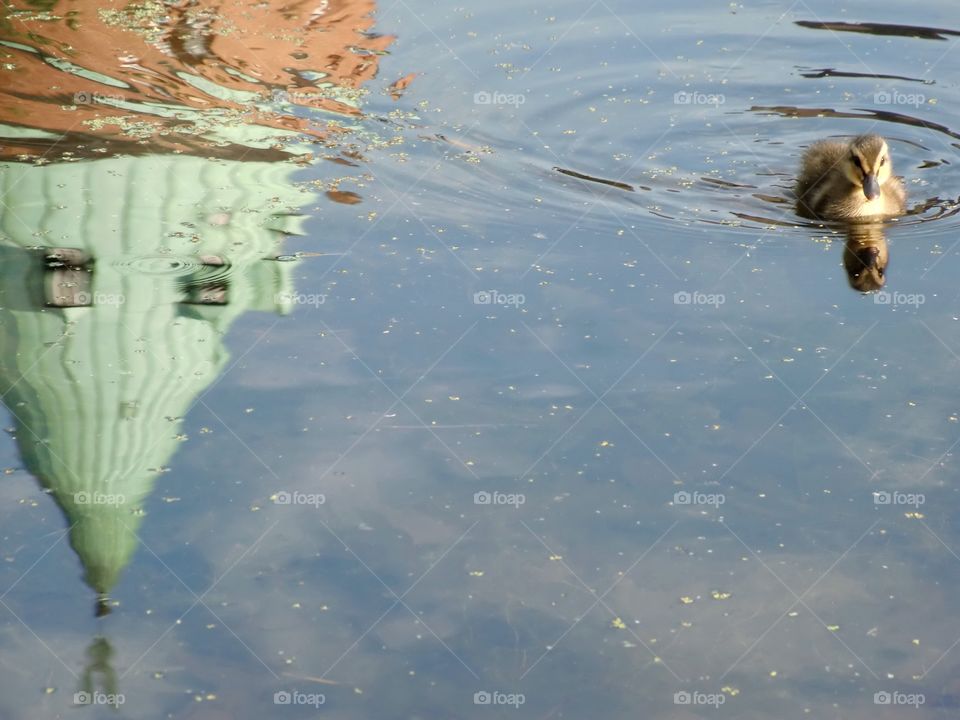 Duckling in lake by the castle reflection