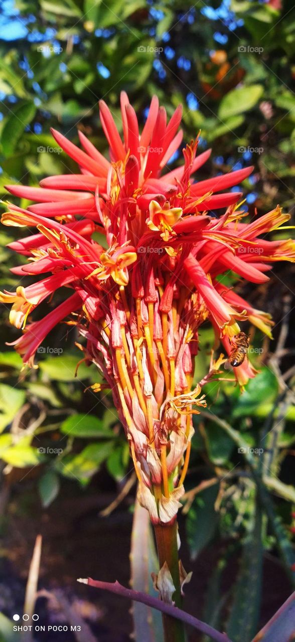 a bee on a red flower.