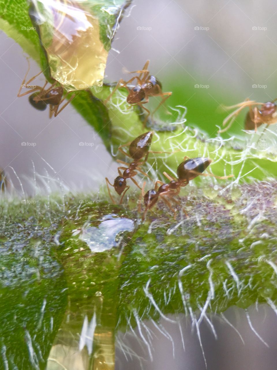 Working ants feeding