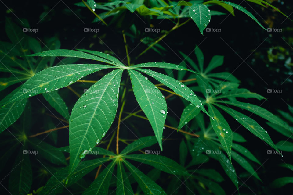 wet cassava leaves that look like weed