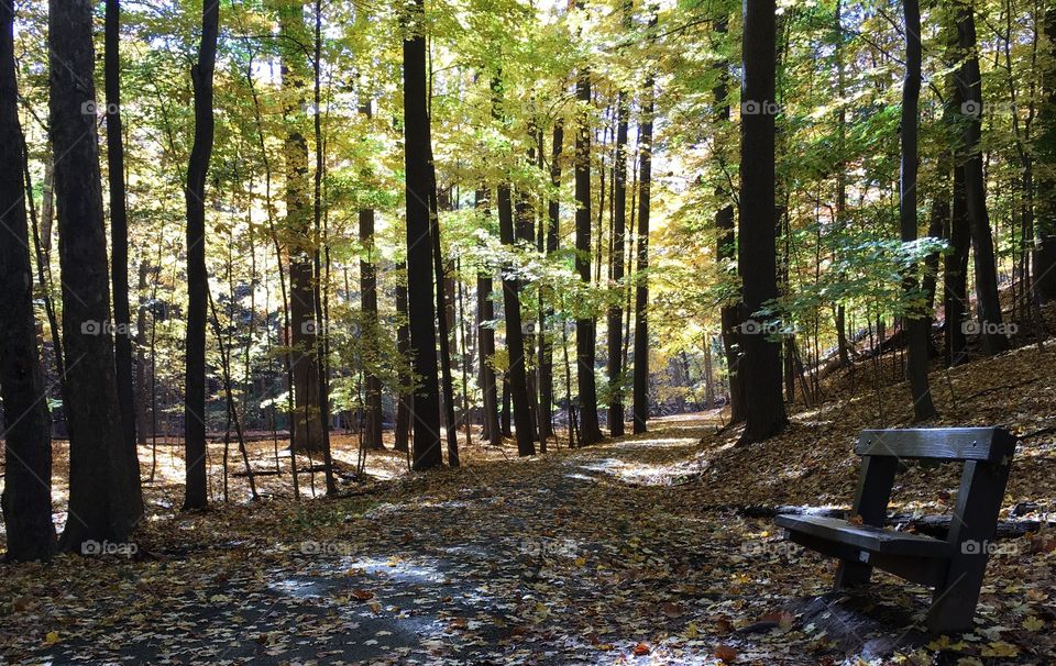 View of dry leaf on footpath in forest