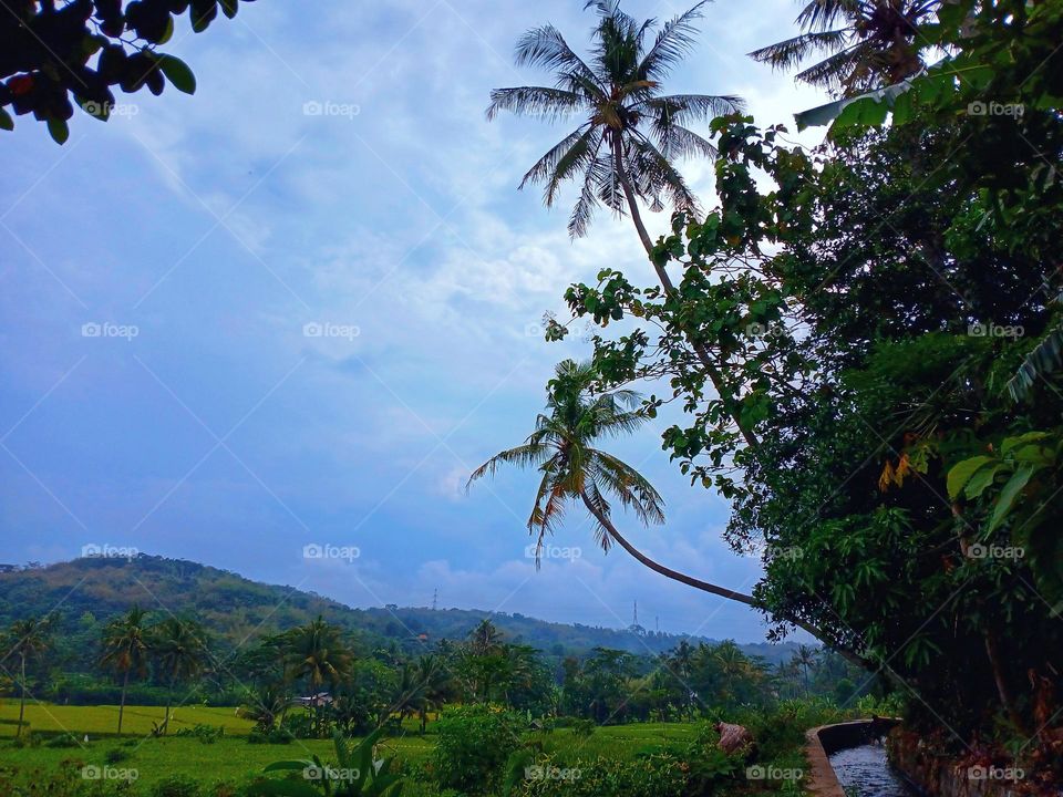 View of rice fields in the afternoon before sunset