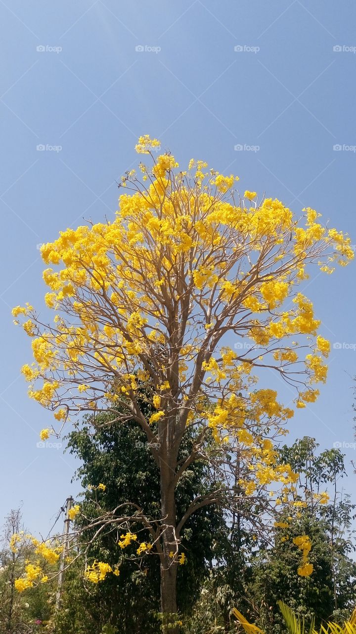 yellow yellow tree