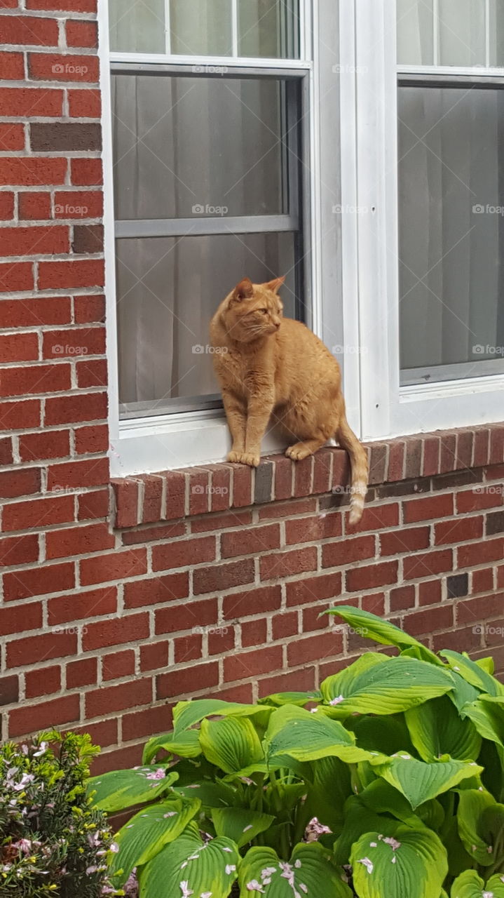 cat on a window ledge