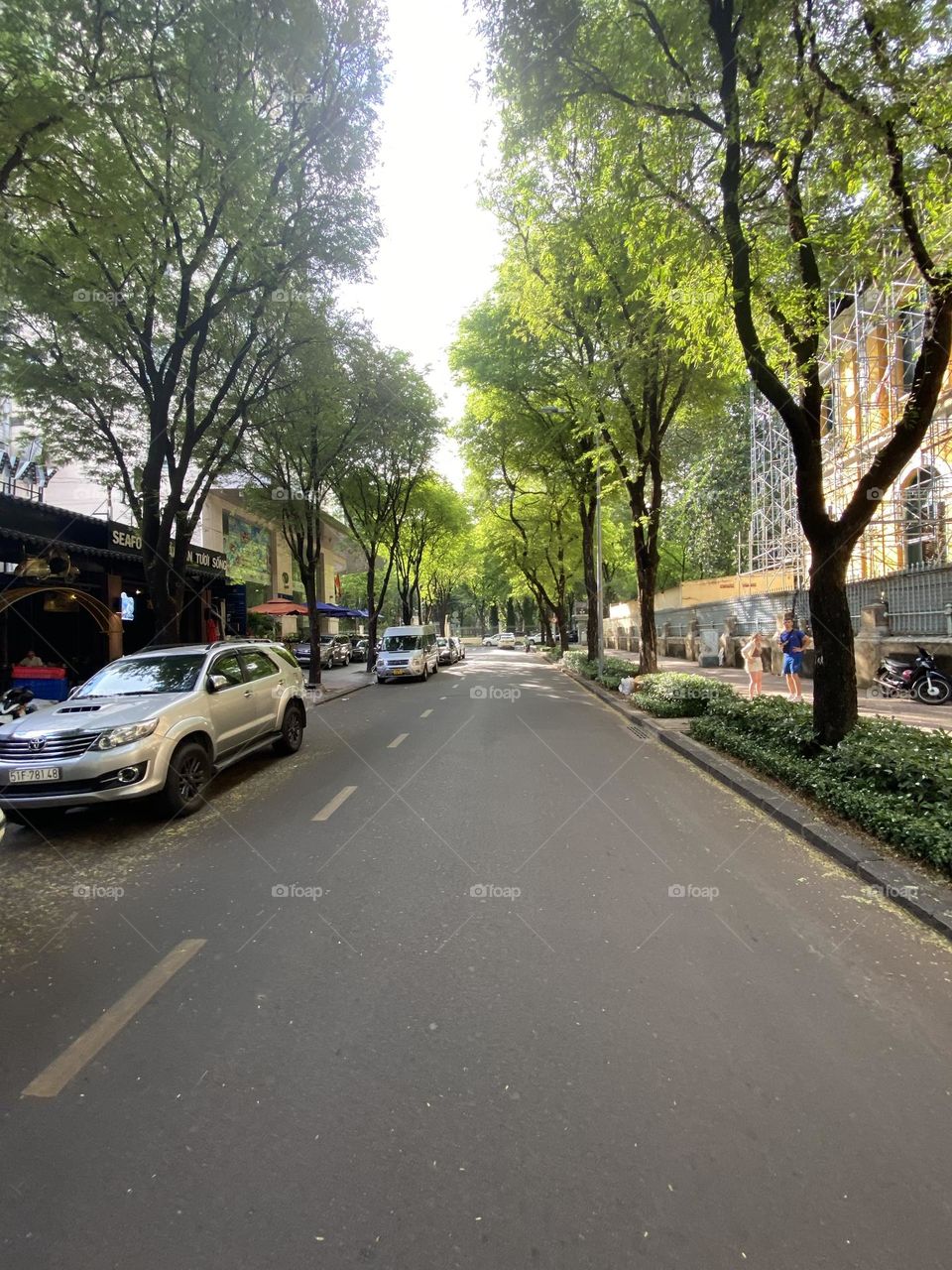 Beautiful tree line on road in the city 